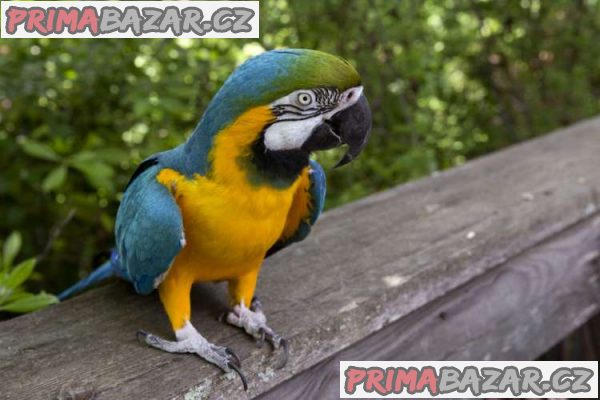 Ara Ararauna Papoušci testy DNA – fotografie 2