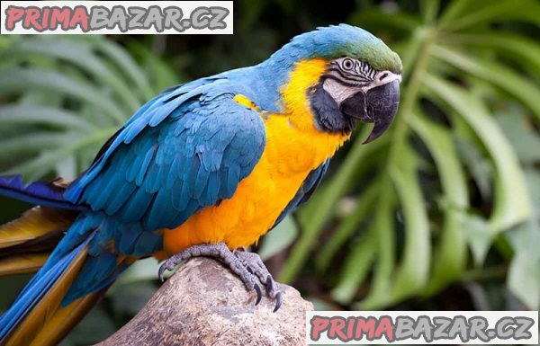 Ara Ararauna Papoušci testy DNA – fotografie 3
