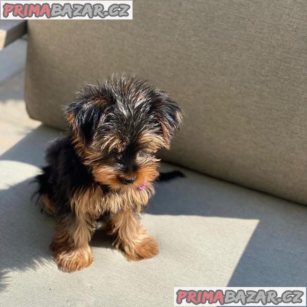 Štěňata Yorkie na prodej   WHATSAPP +32466255617