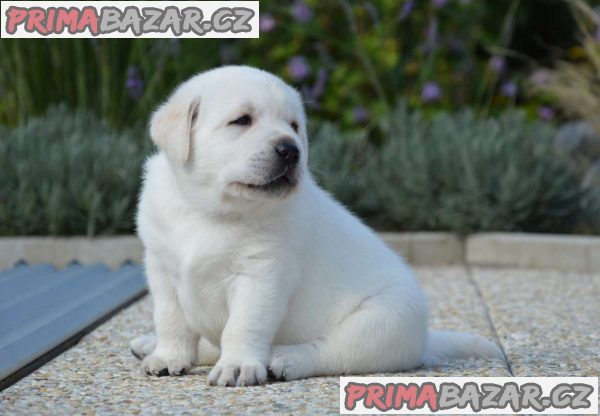čistokrevný Labradorský retrívr - štěňata FCI – fotografie 3