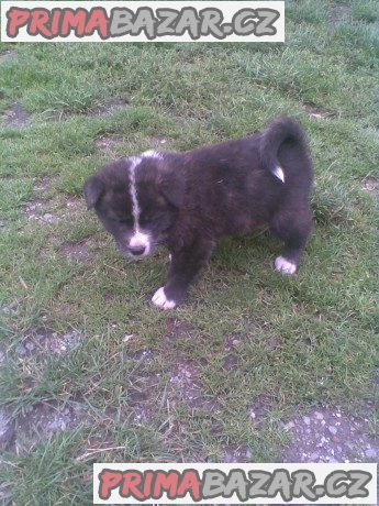 Akita-Inu nádherný pejsek