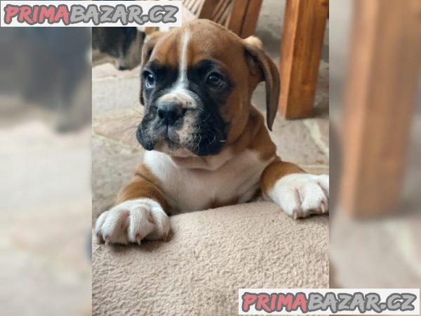 Boxer štěňátka