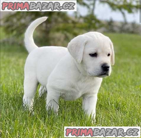 Labrador Retrievers pes ve žluté, černé a hnědé barvě!