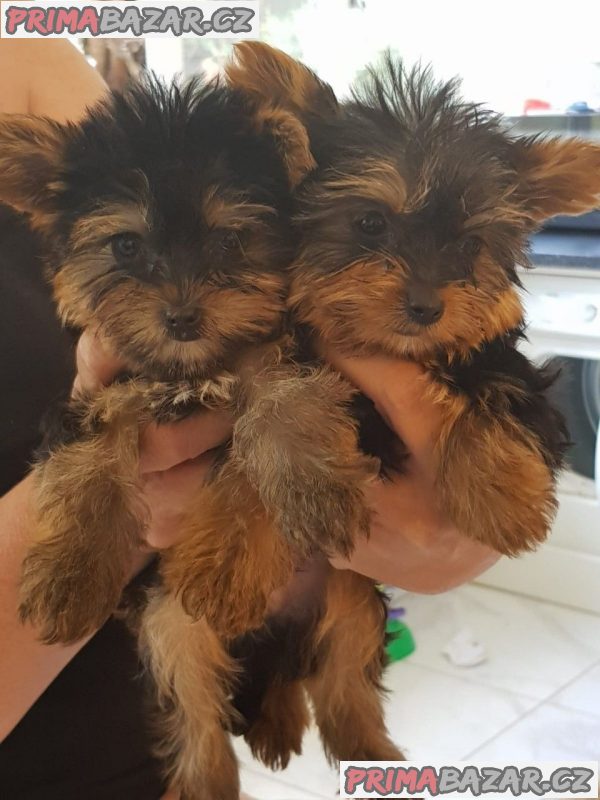 Miniaturní štěňata jorkšírů – fotografie 2