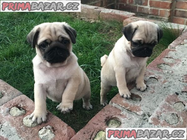 Ohromující štěňata Mops Na Prodej – fotografie 1