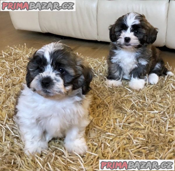 Štěňata Shih Tzu připravena – fotografie 1