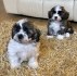 Štěňata Shih Tzu připravena