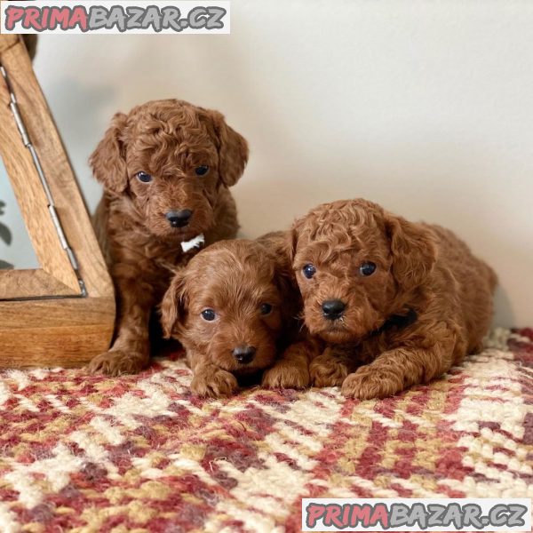 Nádherná štěňátka Goldendoodles – fotografie 1
