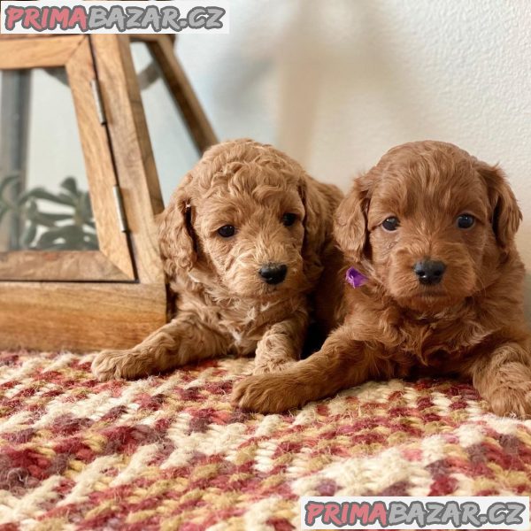 Nádherná štěňátka Goldendoodles – fotografie 2