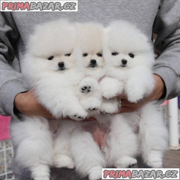 Krásná bílá pomeranian štěňata – fotografie 1