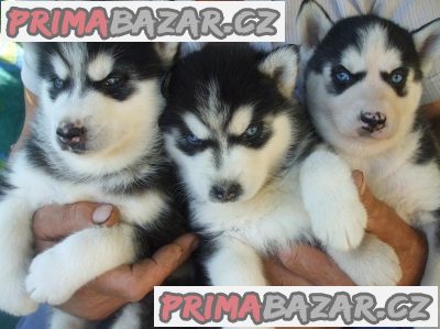Krásná štěňata čistého sibiřského husky – fotografie 1