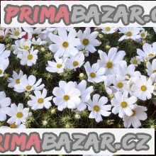 Krásenka zpeřená Purity