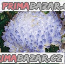Astra čínská Duchesse silvery blue – fotografie 1