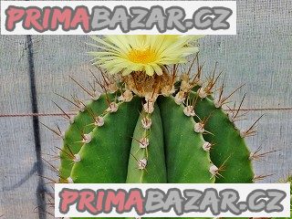 Kaktus Astrophytum ornatum var. virens