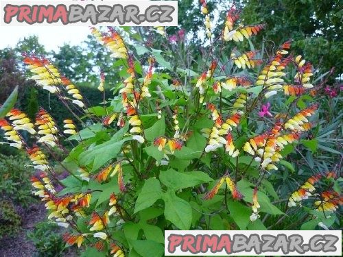 Ipomoea Mina Lobata – fotografie 1