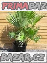 Sazenice Palma Acoelorrhaphe wrightii – fotografie 1
