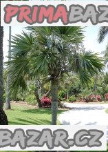 Palma Leucothrinax morrisii – fotografie 1