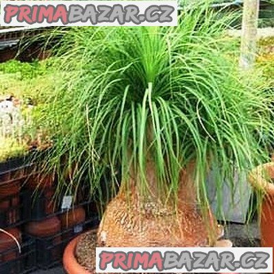 Sazenice Beaucarnea guatemalis - sloní noha nolina