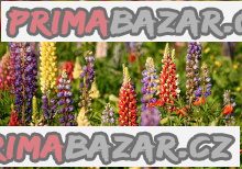 Lupinus polyphyllus - Vlčí bob mix barev – fotografie 1