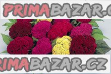 Nevadlec hřebenitý - Celosia Cristata směs barev
