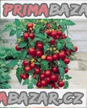 Rajče Tumbling Tom Red převislé truhlíkové