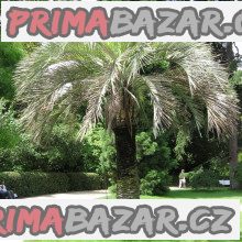 Sazenice Palma Butia odorata