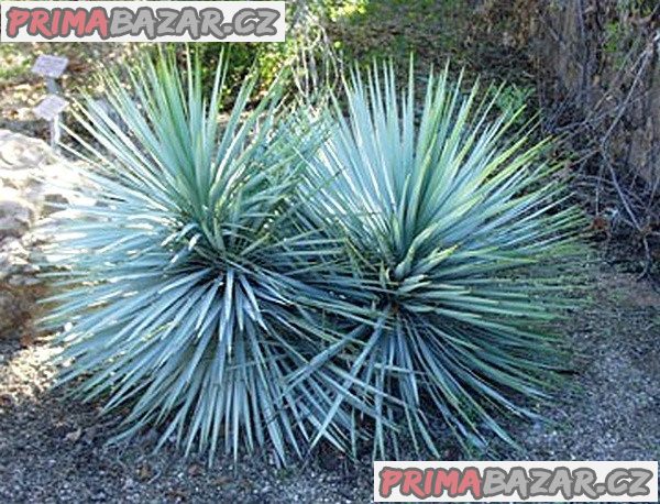 Yucca Rigida – fotografie 1