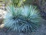 Yucca Rigida