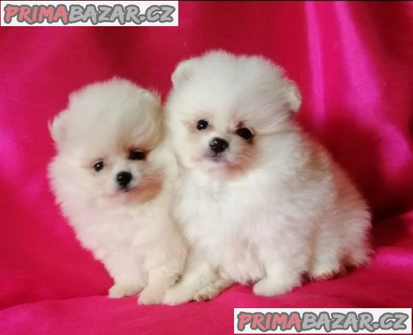Pomeranian štěňata – fotografie 1