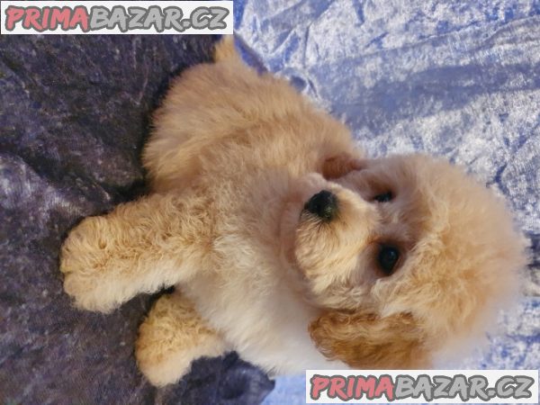 štěňata poochonů, – fotografie 1
