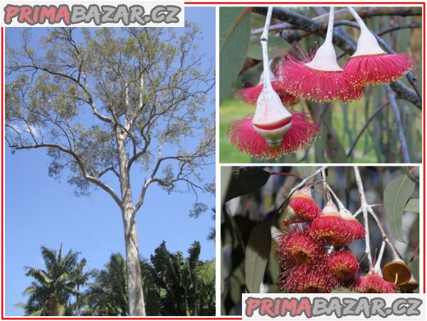 Eucalyptus caesia - Blahovičník