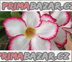 ADENIUM OBESUM MYCOUNTRY