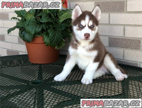 Krásné Sibiřský husky štěňátka s PP