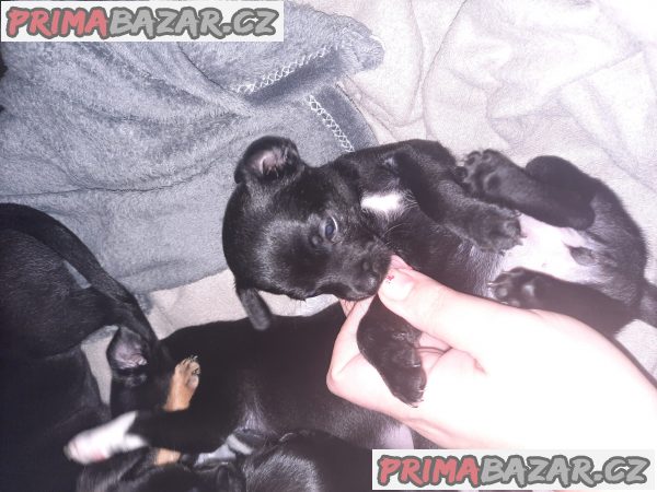 Prodávám šteňatka čivavy – fotografie 3