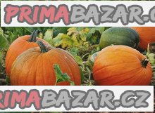 Tykev velkoplodá Halloween