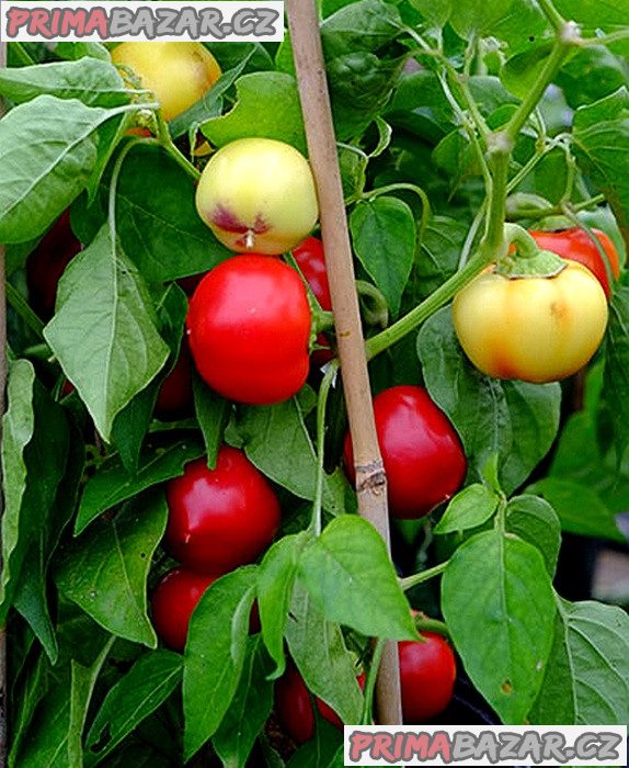 Paprika Ontara