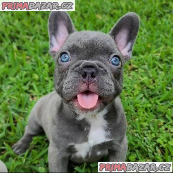 Gorgeous French Bulldog Puppies For sale.