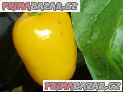 Chilli Rocoto Yellow - semena