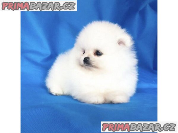 roztomilá a krásná štěňata pomeranianů – fotografie 1