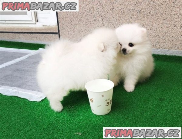 roztomilá a krásná štěňata pomeranianů – fotografie 2