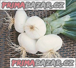 Cibule aprilatica San Michele - semena