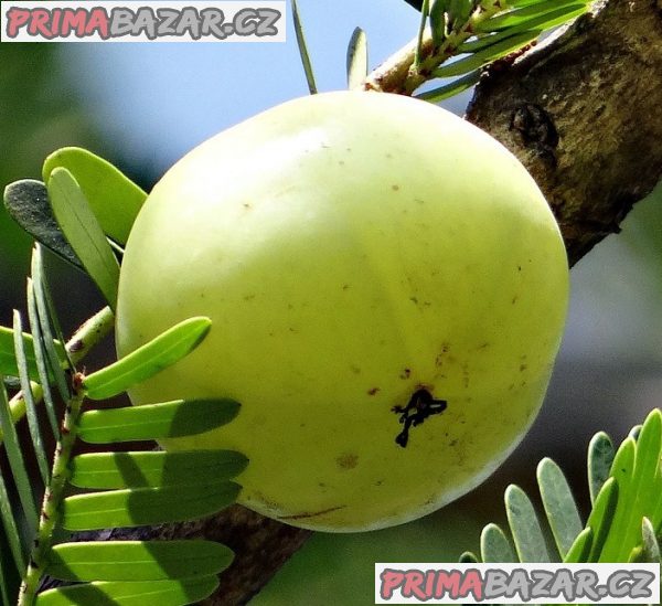 Phyllanthus Emblica - semena