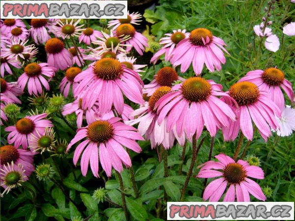 Echinacea Purpurea