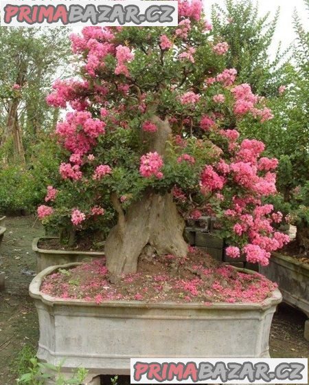 Lagerstroemia indica - semena