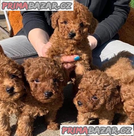milující cavoodle štěně připravené k adopci – fotografie 1