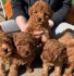 milující cavoodle štěně připravené k adopci