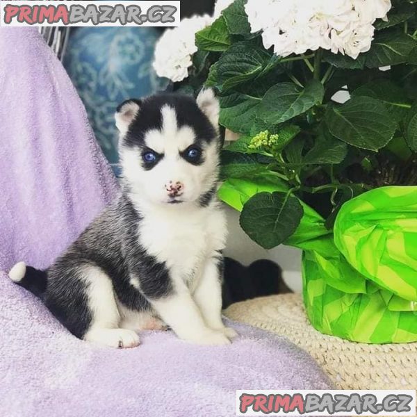 Prodám roztomilá štěňata Pomsky. – fotografie 1