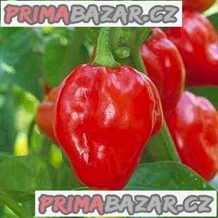 Chilli Habanero Caribien - semena