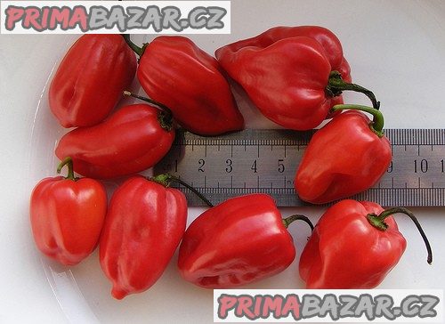 Paprička Chilli Habanero Madame Jeanette Red - semena