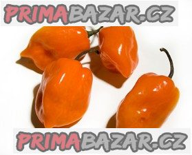 Chilli paprička Orange Habanero - semena